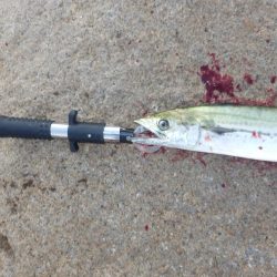 ただの!普通の‼巻き　【20251116】